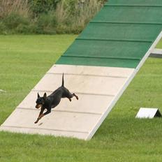 Dvaergpinscher Beluga
