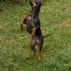 Dvaergpinscher Beluga