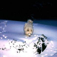 Samojedhund Chico  *Min Himmelhund*