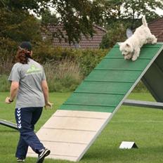 West highland white terrier Mickey
