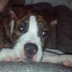 Amerikansk bulldog King