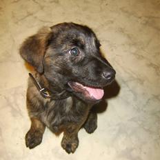 Blanding af racer Donna