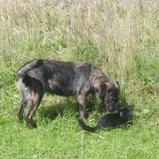 Blanding af racer Donna