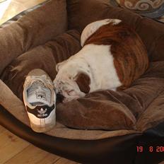 Engelsk bulldog Bellis