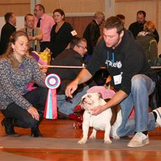 Engelsk bulldog Bellis