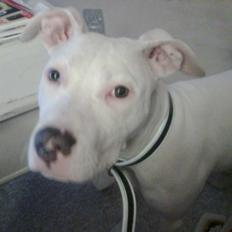 Amerikansk staffordshire terrier *bor hos min eks nu*Chica