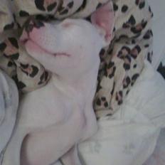 Amerikansk staffordshire terrier *bor hos min eks nu*Chica