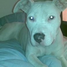 Amerikansk staffordshire terrier *bor hos min eks nu*Chica