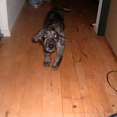 Blanding af racer Diablo