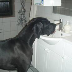 Grand danois Ludvig R.I.P.