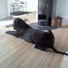 Grand danois Ludvig R.I.P.