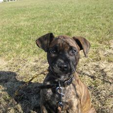 Blanding af racer Kita