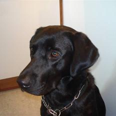 Labrador retriever Iviv (R.I.P.)