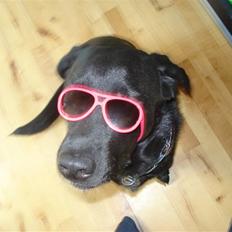 Labrador retriever Iviv (R.I.P.)