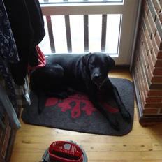 Labrador retriever Iviv (R.I.P.)