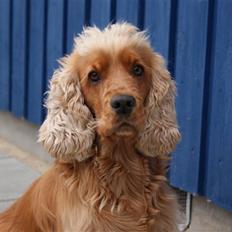 Cocker spaniel Zuma *Bamse* .<33'