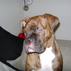 Blanding af racer Kiwi