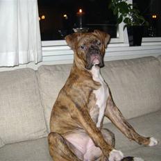 Blanding af racer Kiwi