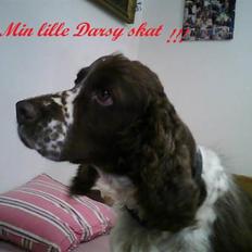 Engelsk springer spaniel darsy