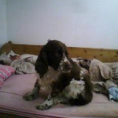 Engelsk springer spaniel darsy
