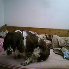 Engelsk springer spaniel darsy