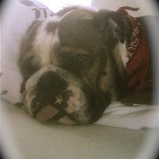 Engelsk bulldog MANSE