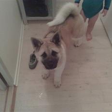 American Akita Xantos