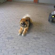 Eurasier Chico 