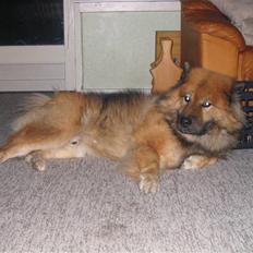 Eurasier Chico 