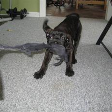 Blanding af racer Chilie . 2-11-09