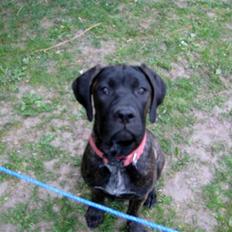 Blanding af racer Chilie . 2-11-09