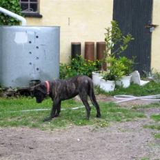 Blanding af racer Chilie . 2-11-09