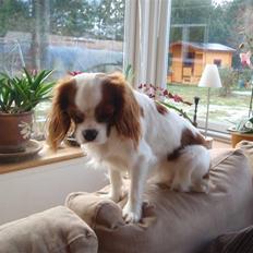 Cavalier king charles spaniel Vanilla