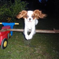 Cavalier king charles spaniel Vanilla