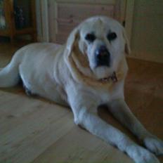 Labrador retriever *Luffe*