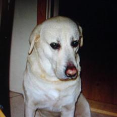 Labrador retriever *Luffe*