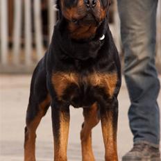 Rottweiler Munanis Eddy