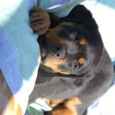 Rottweiler Munanis Eddy