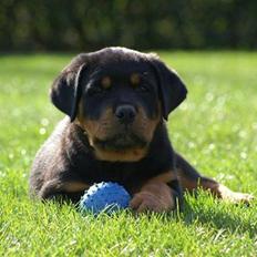 Rottweiler Munanis Eddy