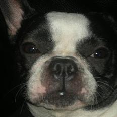Boston terrier Zena