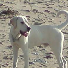 Blanding af racer Zirius