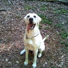 Blanding af racer Zirius