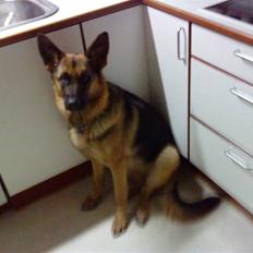 Schæferhund Ronja Røverdatter (SOLGT)