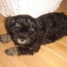 Bichon havanais soffi