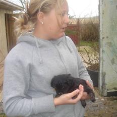 Bichon havanais soffi