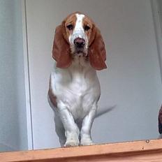 Basset hound Trunte