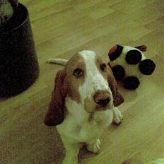 Basset hound Trunte