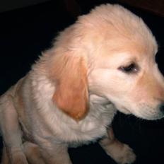 Golden retriever Diesel