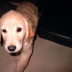 Golden retriever Diesel