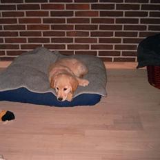 Golden retriever Diesel